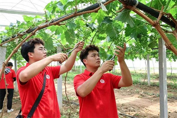 经济学院开展“财经助农·产业赋能”乡村振兴实践活动